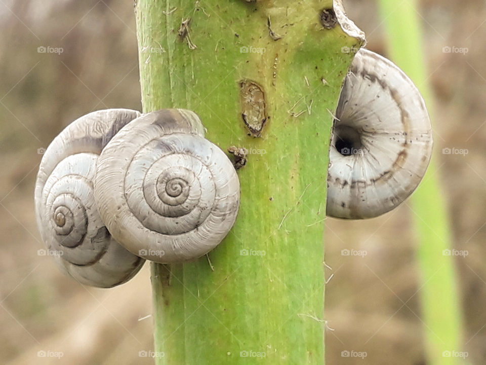 snail three sleep together group plant stem rest nature calm
