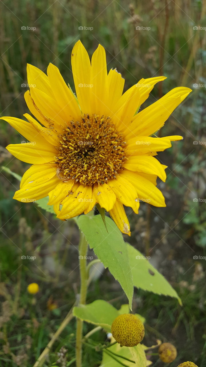 sunflower
