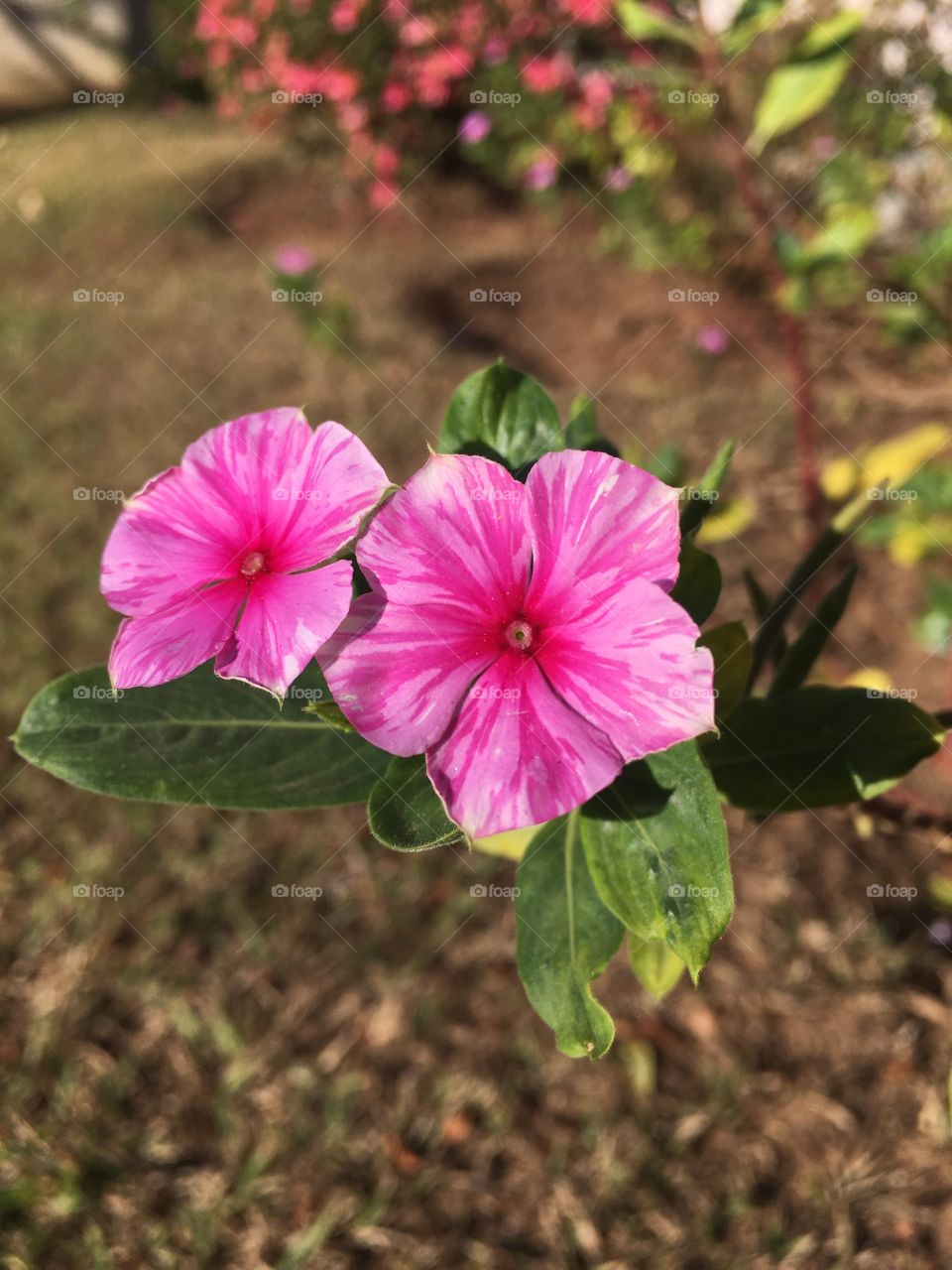 🌺Fim de #cooper!
Suado, cansado e feliz, alongando e curtindo a beleza das #flores. Olha aí nossos beijinhos!
🏁
#corrida #treino #flor #flowers #pétalas #pétala #jardim #jardinagem #garden #flora #run #running #esporte #alongamento