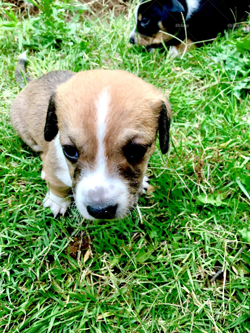 Playing in the grass 