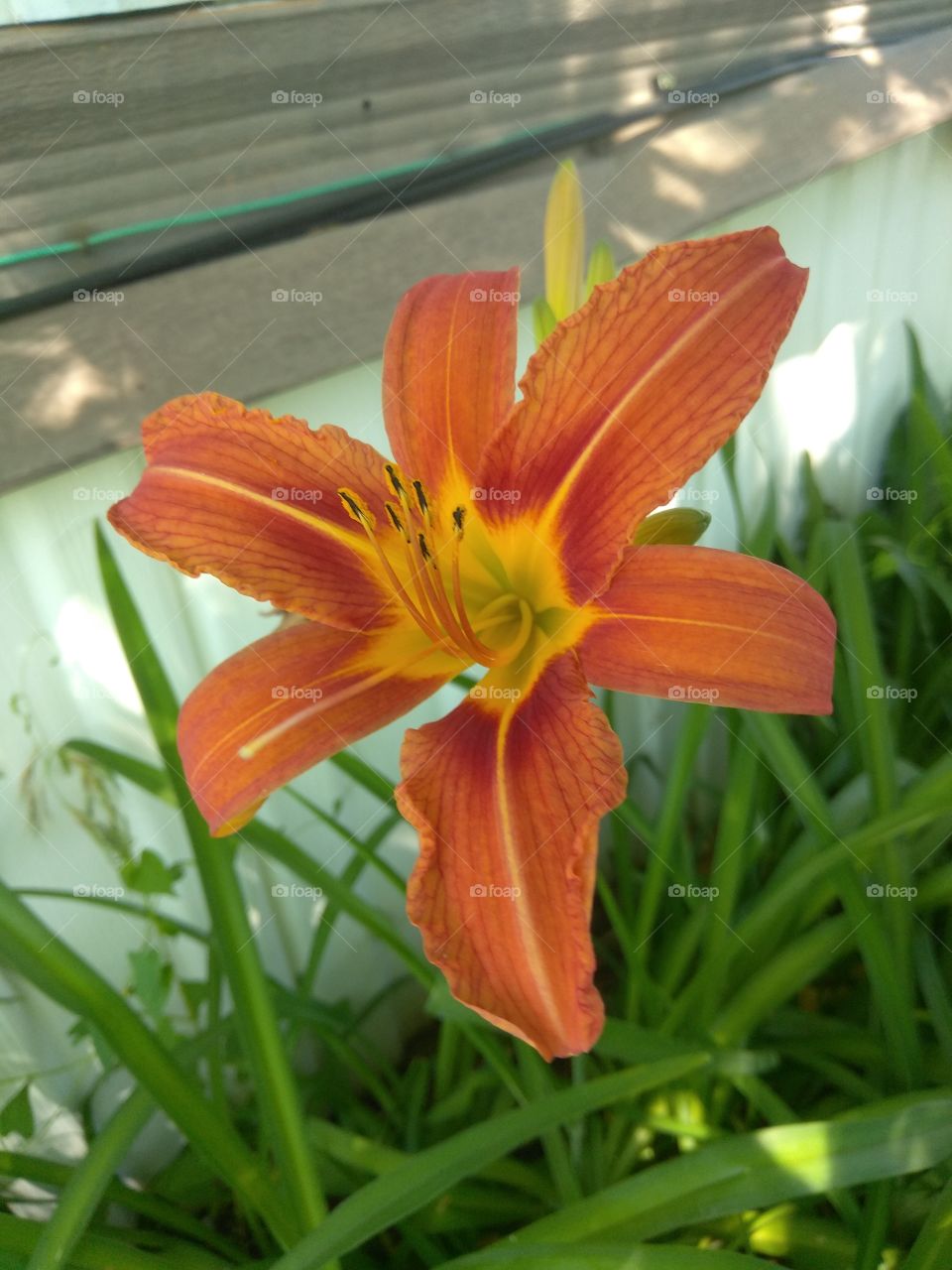 beautiful flower that I caught in back of house
