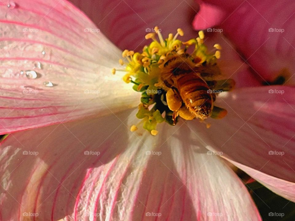 Honey Bee on a dogwood flower