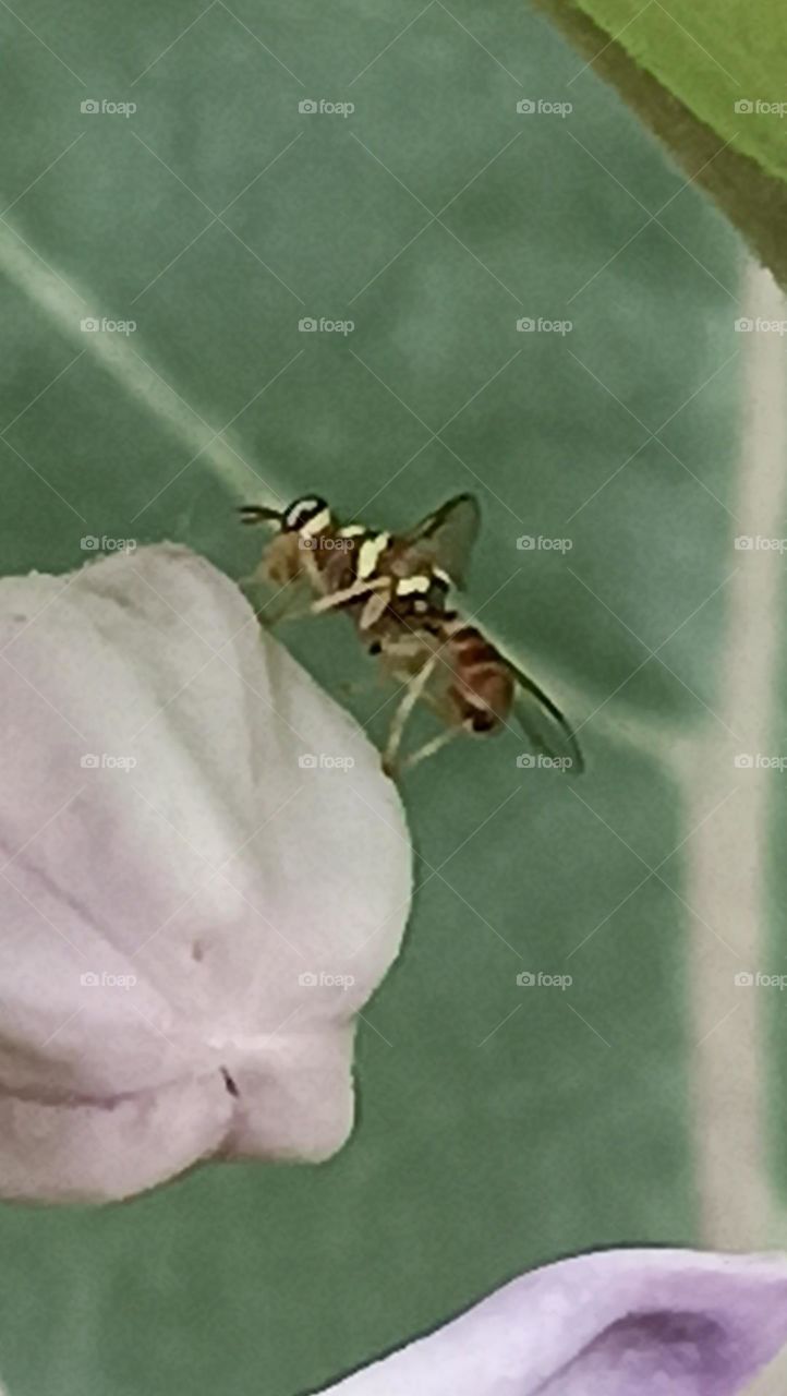 A tiny bee landed on a wild flower bud pink in colour