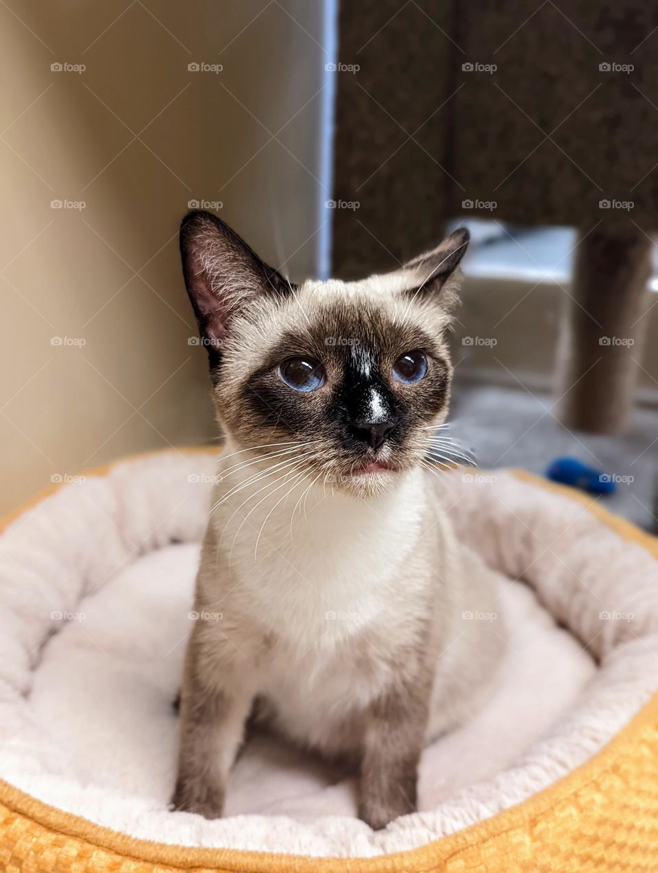 Every day is Caturday