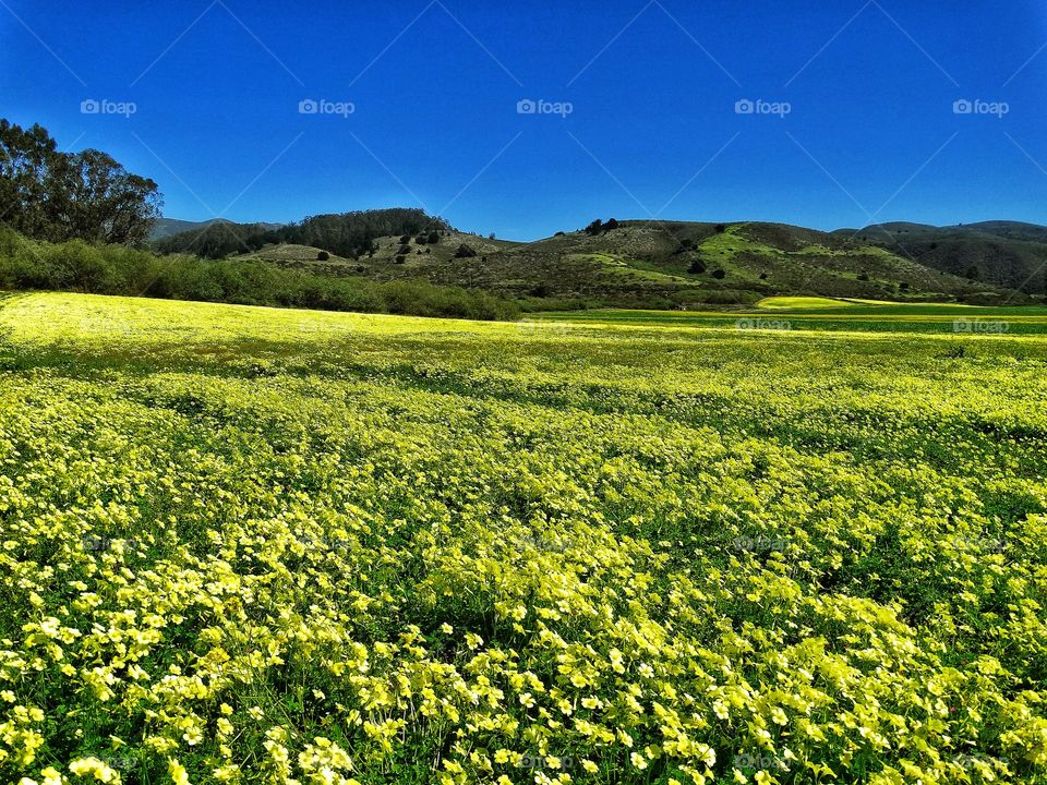 Wild California Meadow Full Of Yellow Flowers