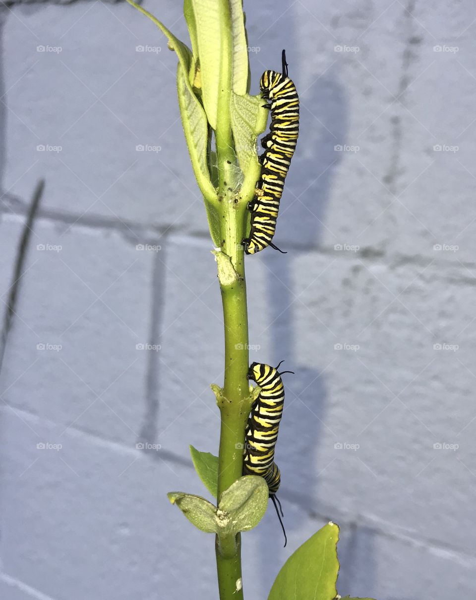 Two monarch caterpillars climbing on a Milkweed plant