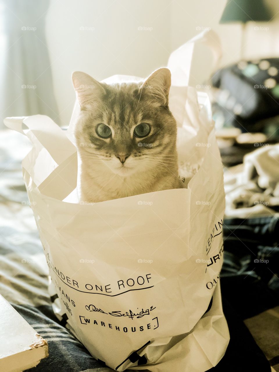 Cat in a bag