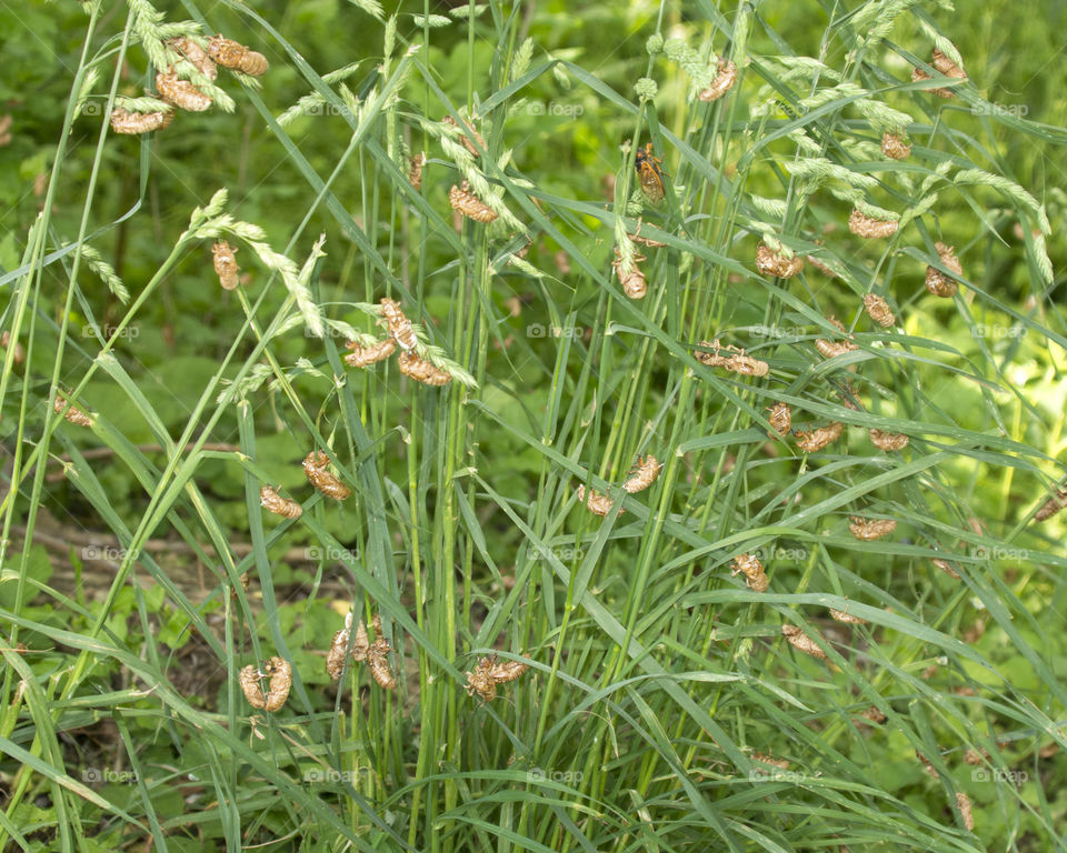 A multitude of cicadas in the grass