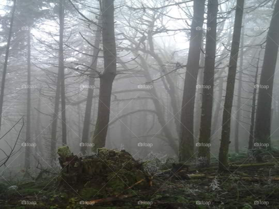 misty trees