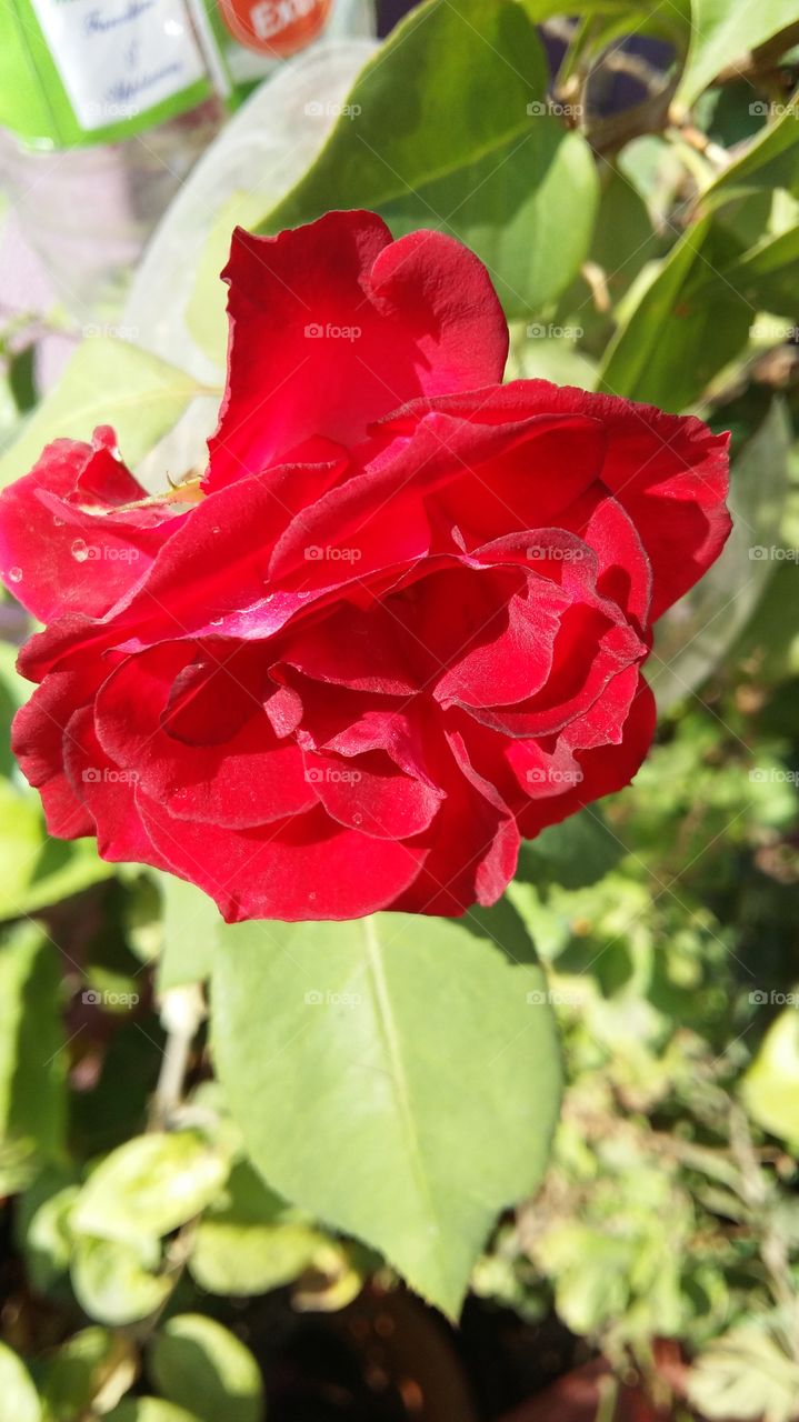 red rose