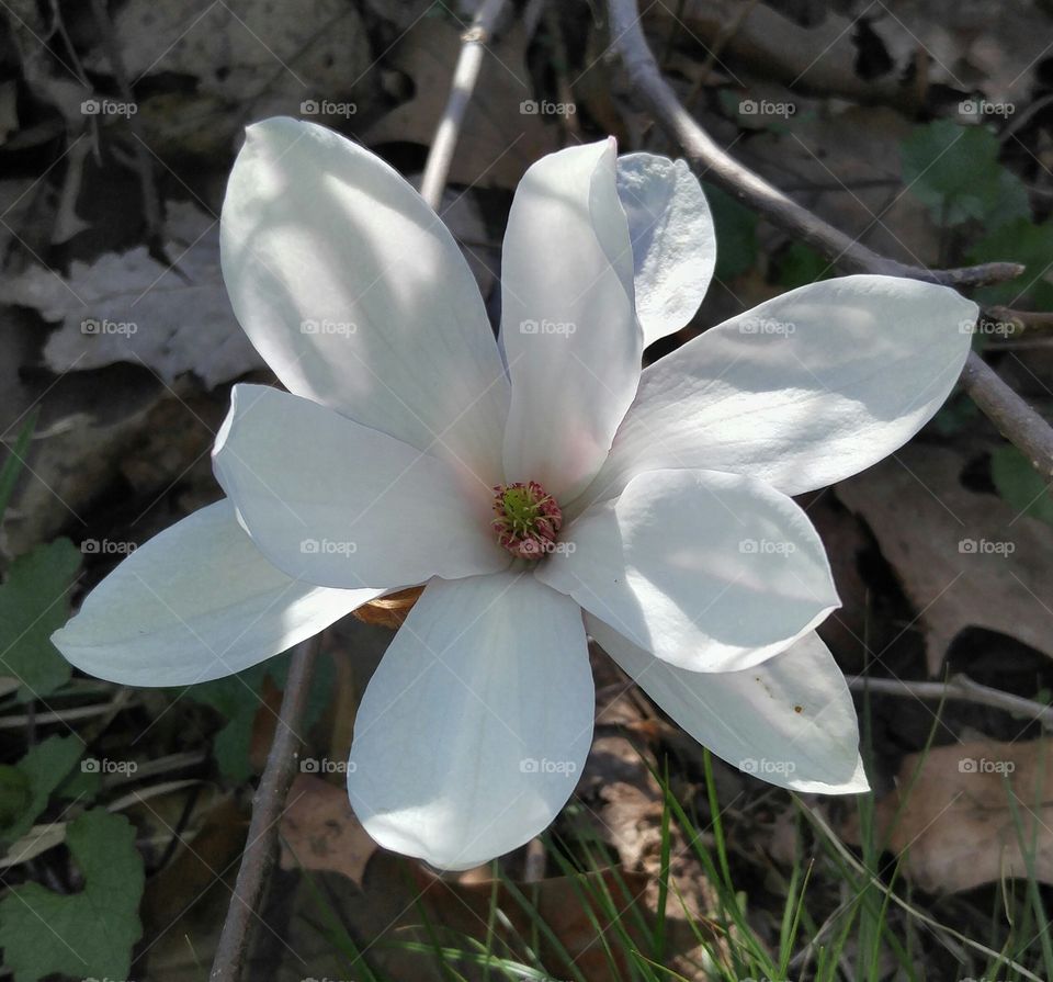 white magnolia