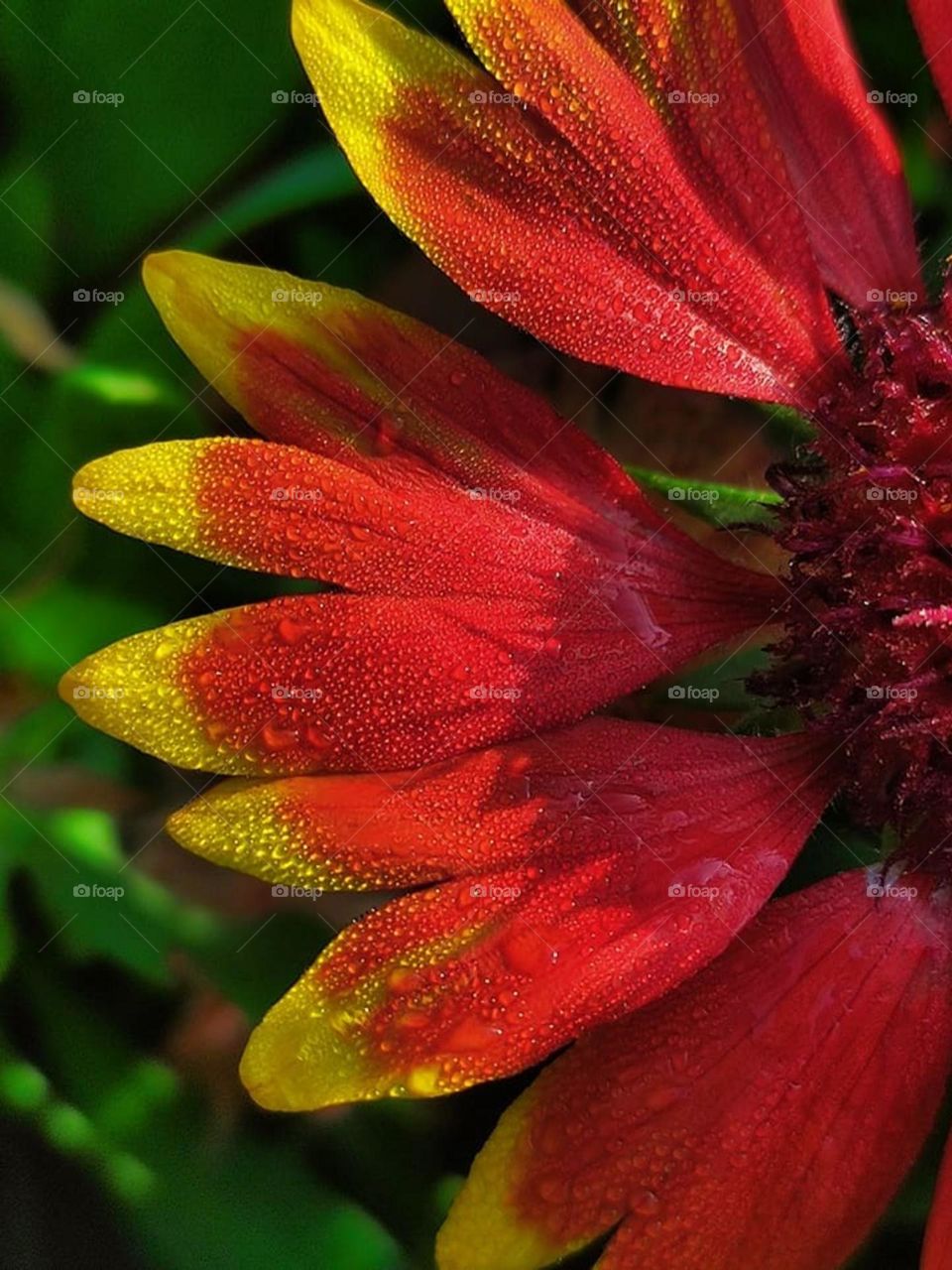 A delightful combination of red, yellow and green colors in a beautiful flower in nature. Colors make me happy...