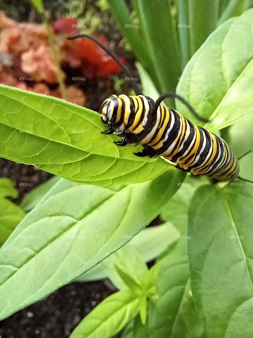 The monarch caterpillar eating butterfly weed in preparation for an amazing transformation.
@Frederik Meijer Gardens, Grand Rapids, MI