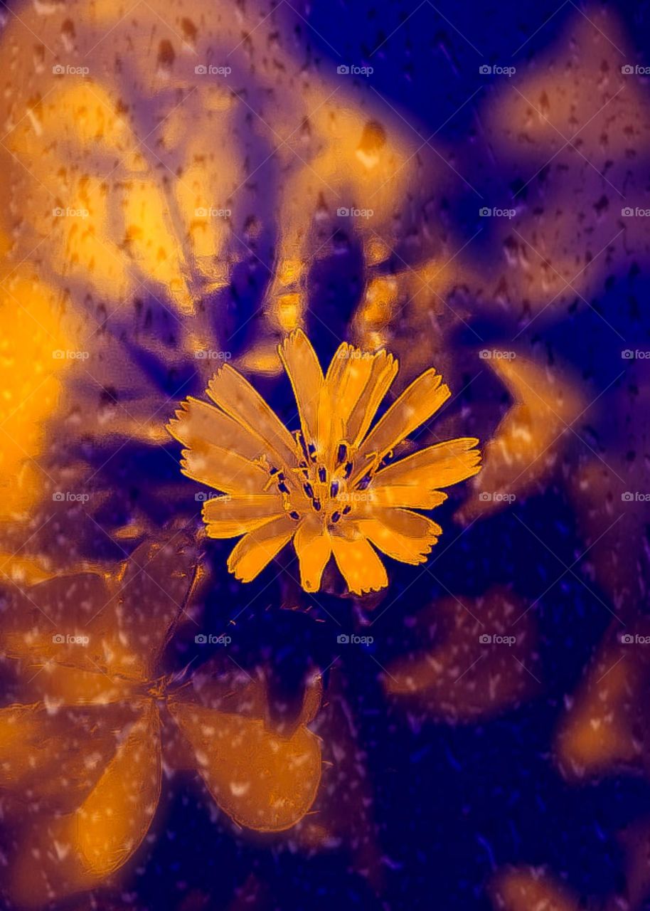 As flores do meu jardim:Dente-de-leão também já representou a alternância entre o dia e a noite, o sol e a lua. Inicialmente, a planta é amarela e dourada, assim como o sol. Depois se transforma em uma esfera semelhante à lua cheia.