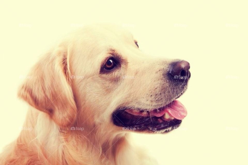 Golden retriever