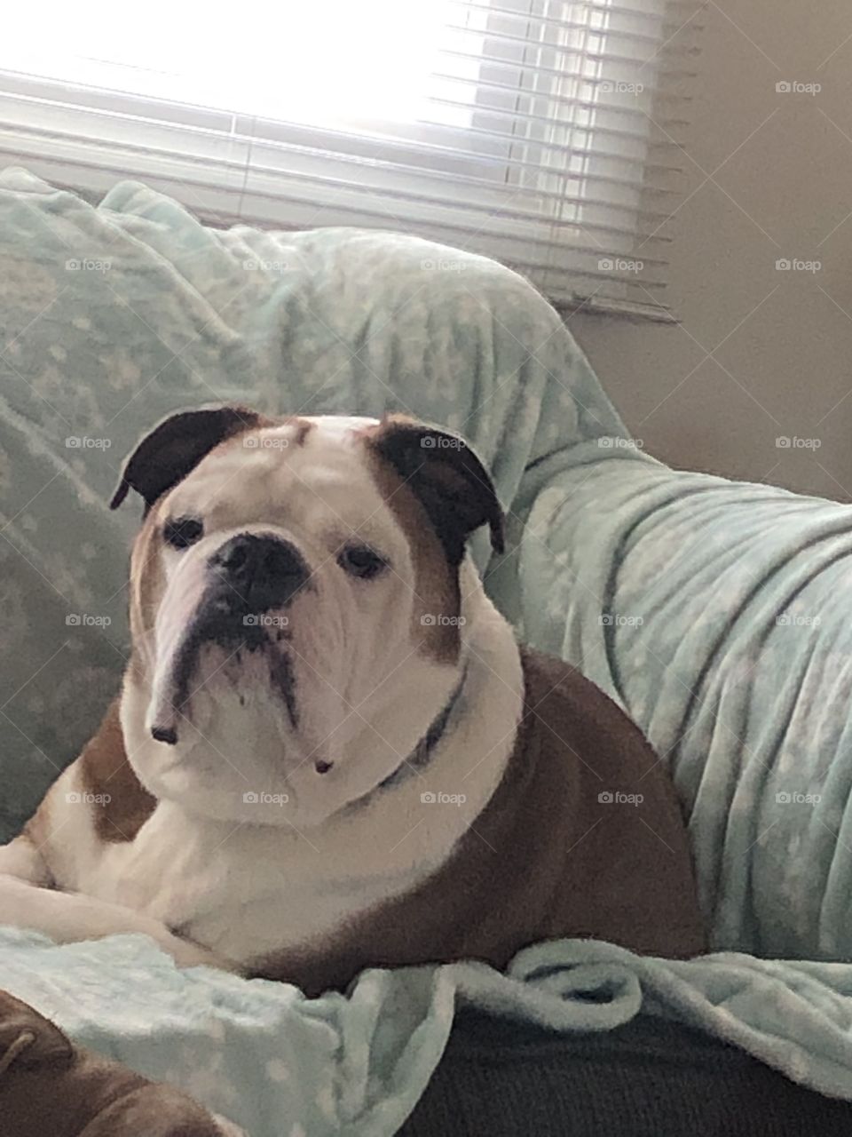Spoiled English Bulldog and his blanket 