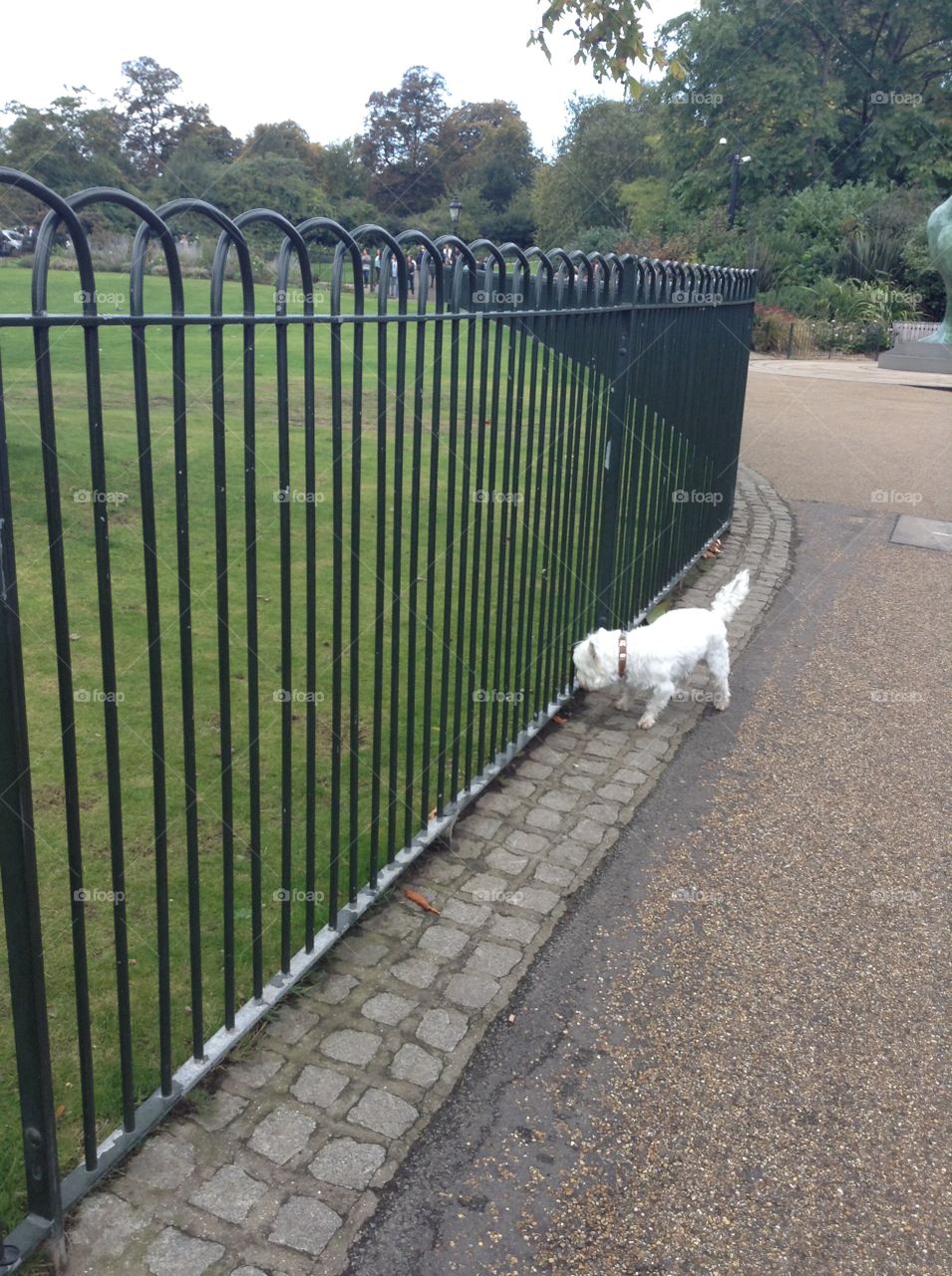 A white dog looking into a wall
