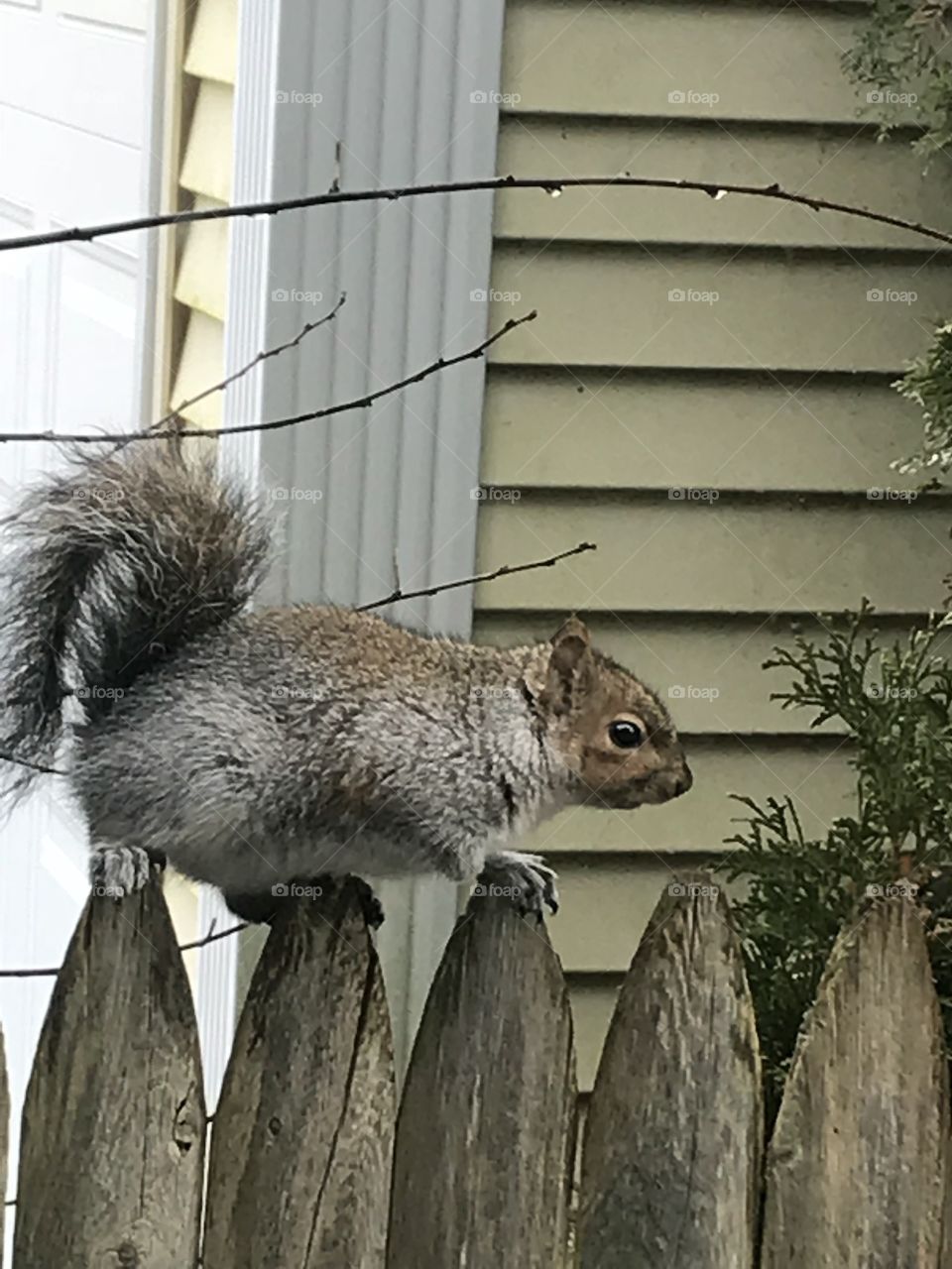 Hello squirrel