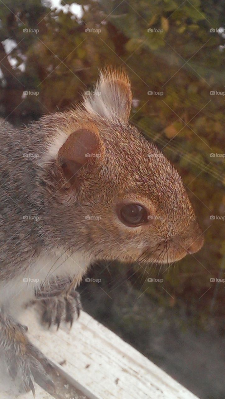 up close and squirrely