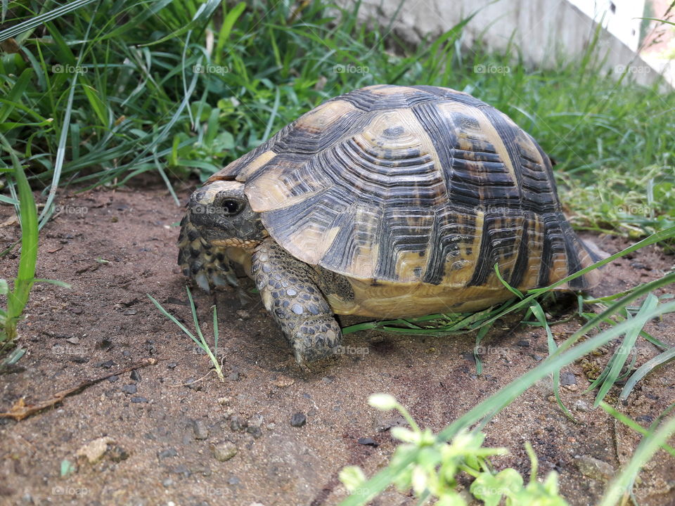 Tortoise