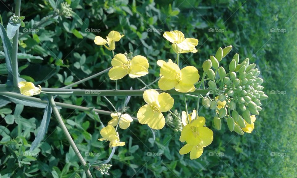 #yellowflowers