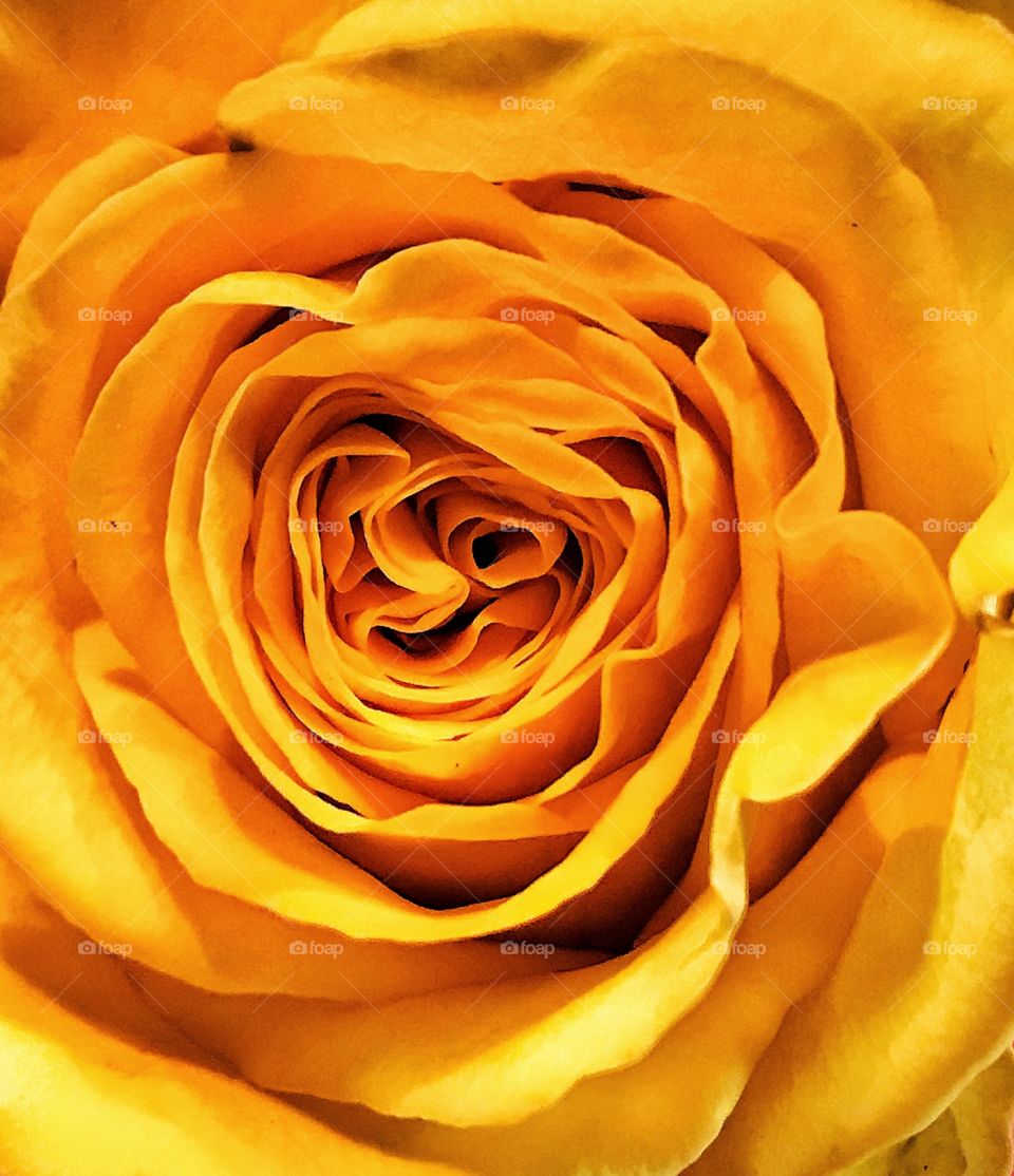 Yellow rose