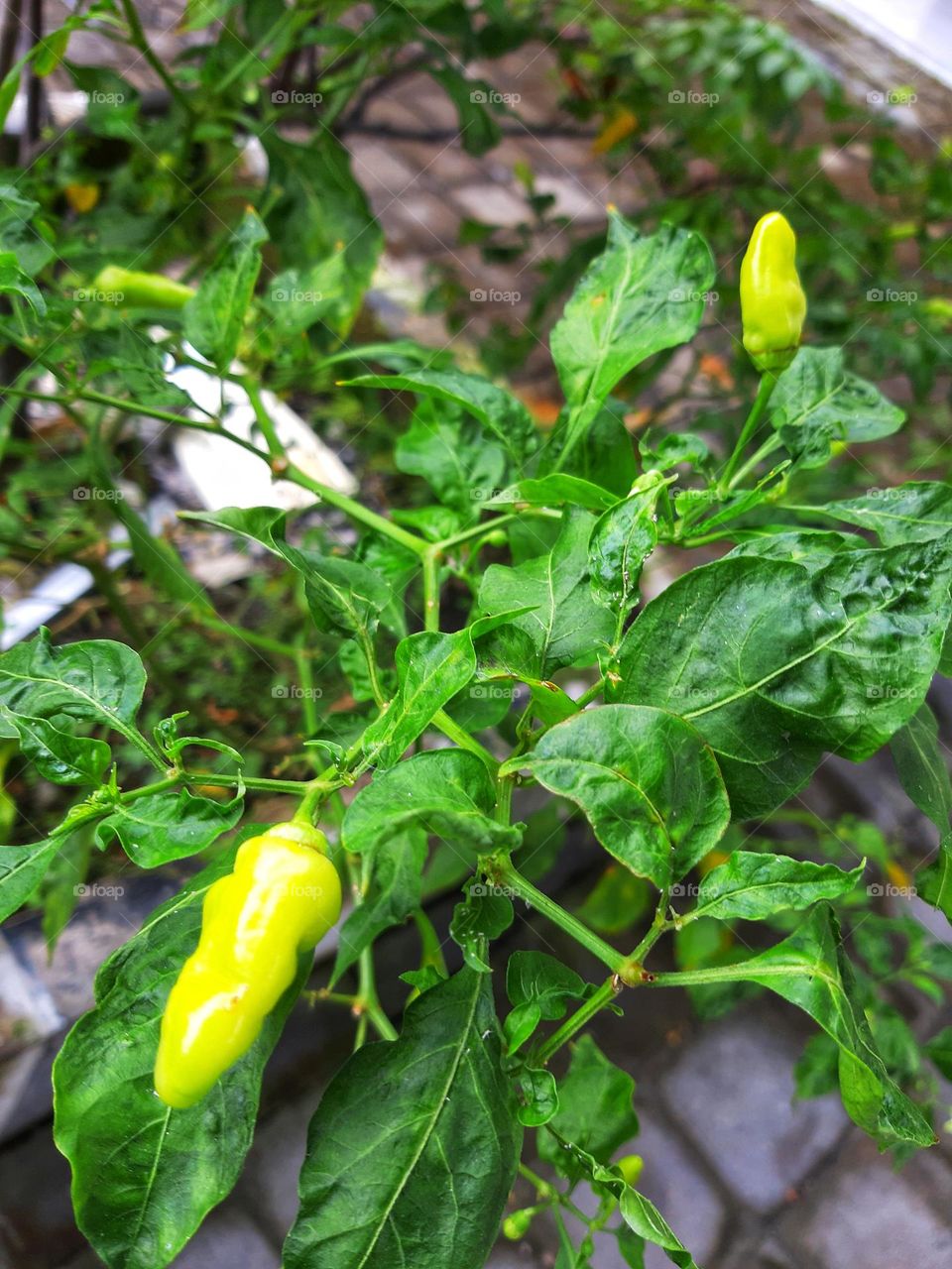 two green chillies and their green leaves.