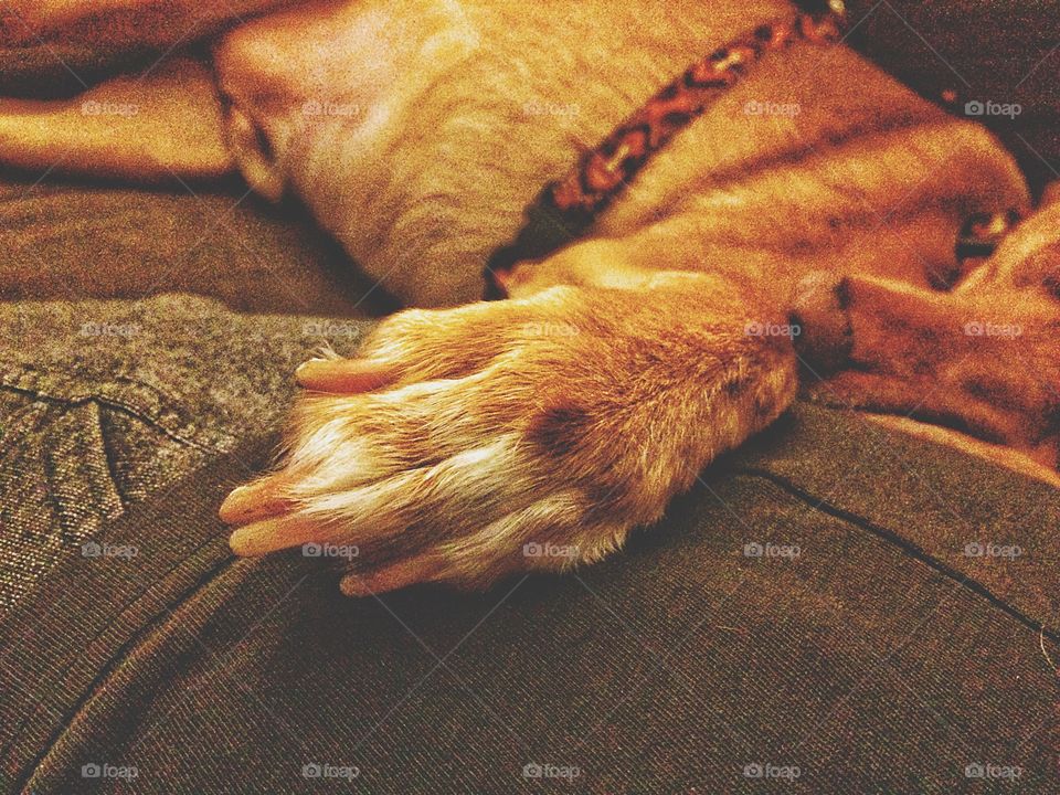 Close-up of sleeping dog