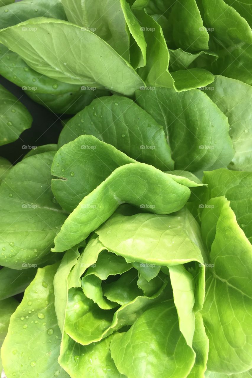 Green lettuce 