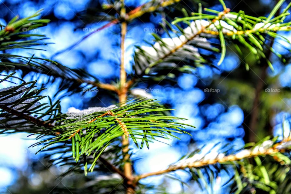 pine tree