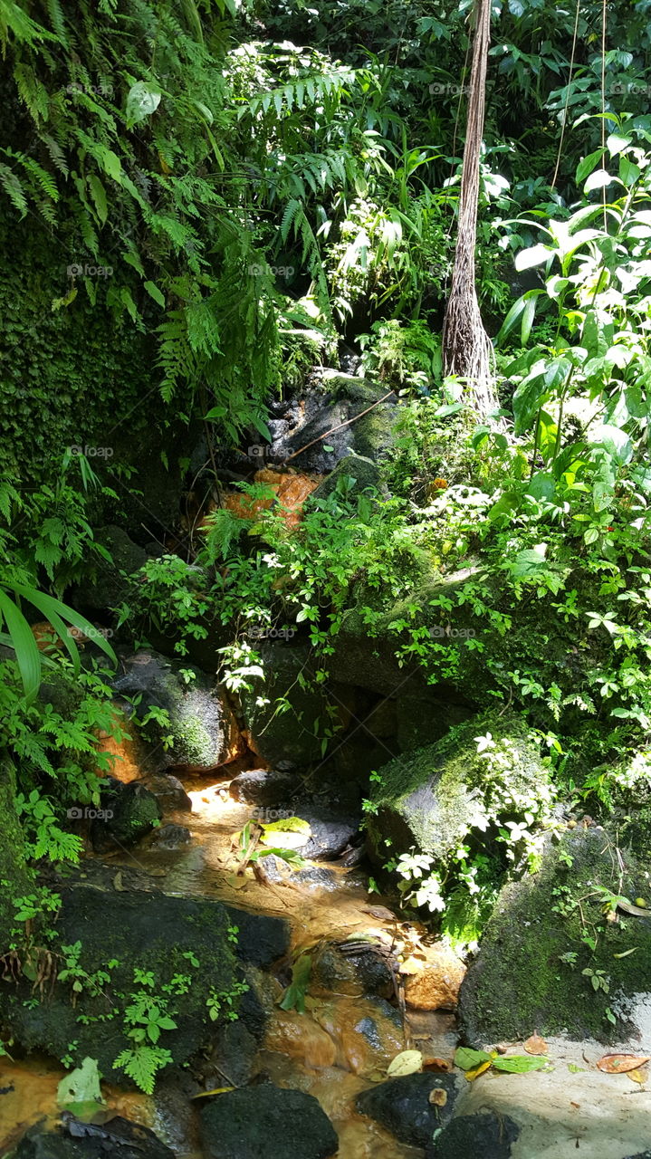 rain forest in carribean