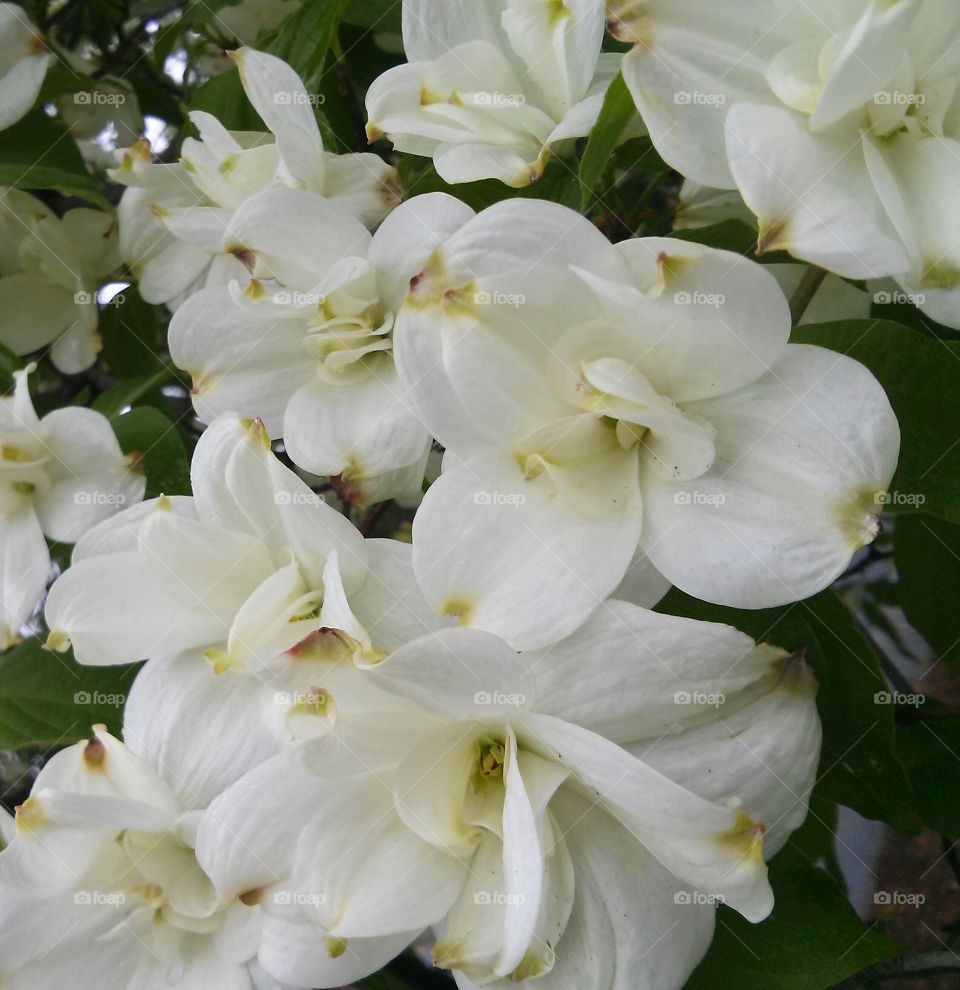 double trouble dogwood