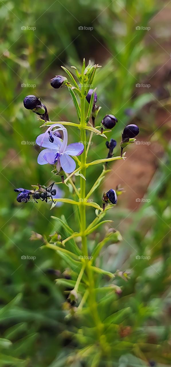 Amazing wild flower, all the flower buds are still close, but one.