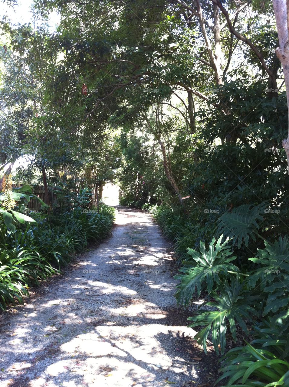 Tree, Wood, Guidance, Leaf, Garden