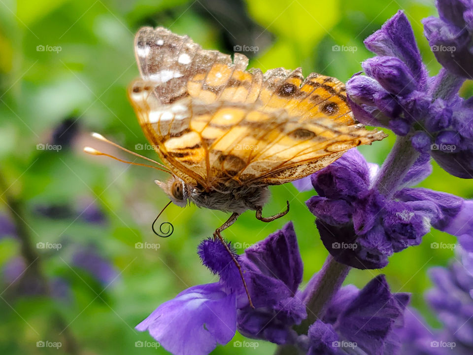 Orange and brown butterfly stepping down on purple mystic spires flower petals.