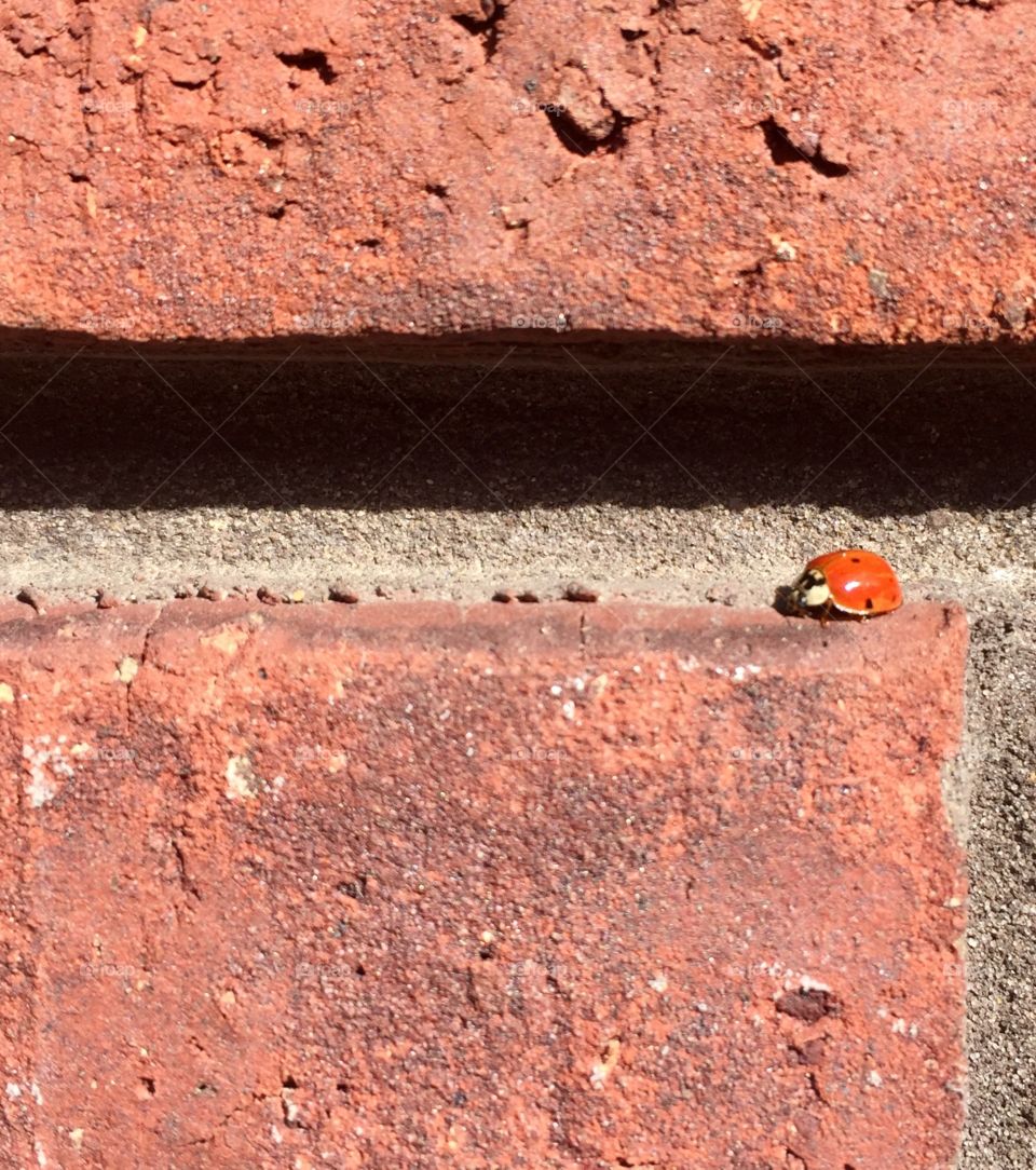 Ladybug 