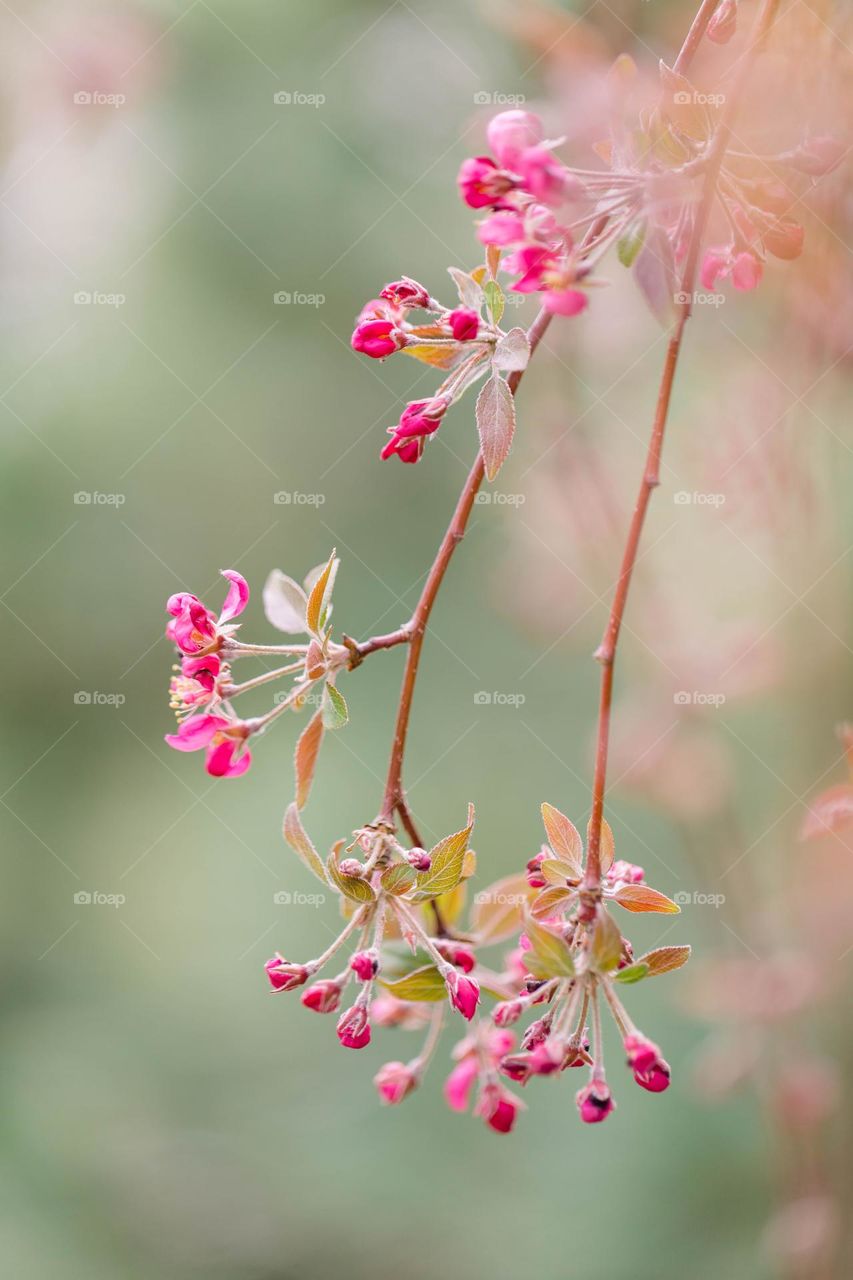 Spring flowers 