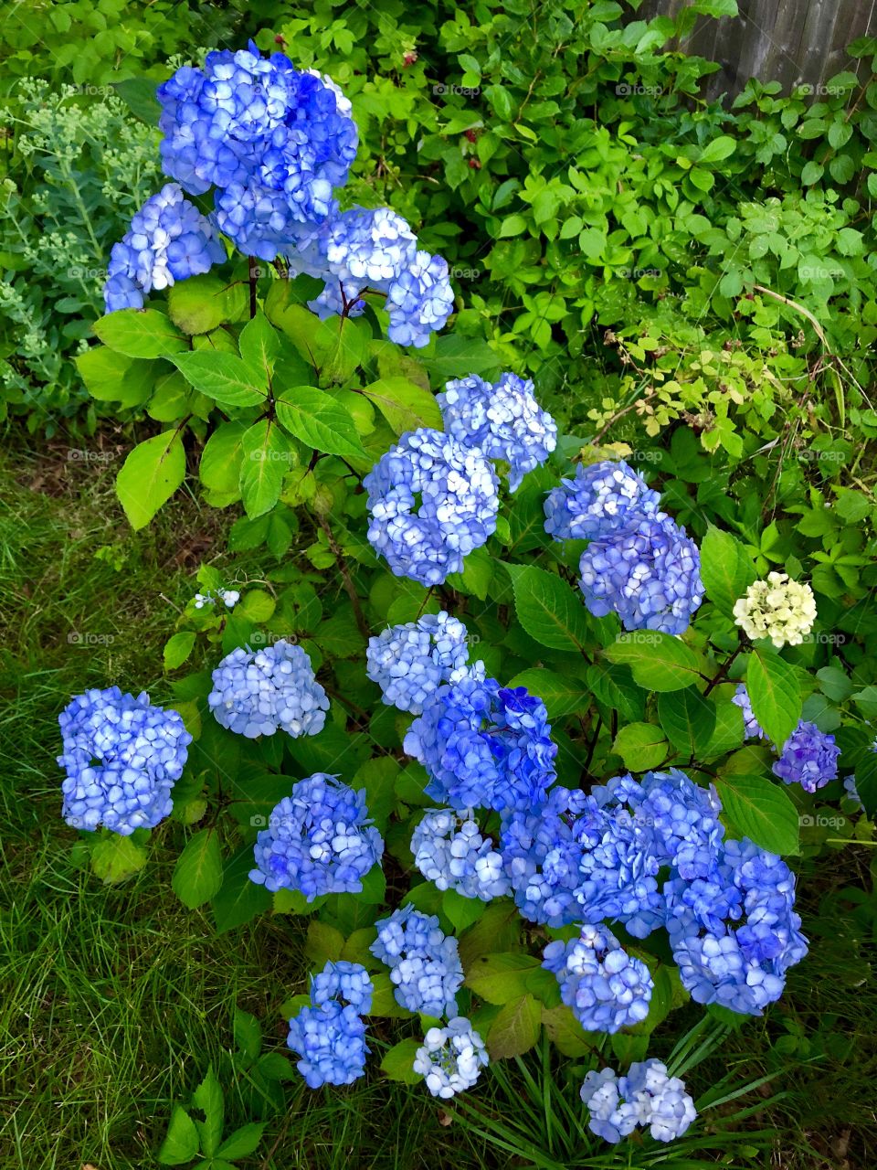 Blue Hydrangea - Cape Cod, MA