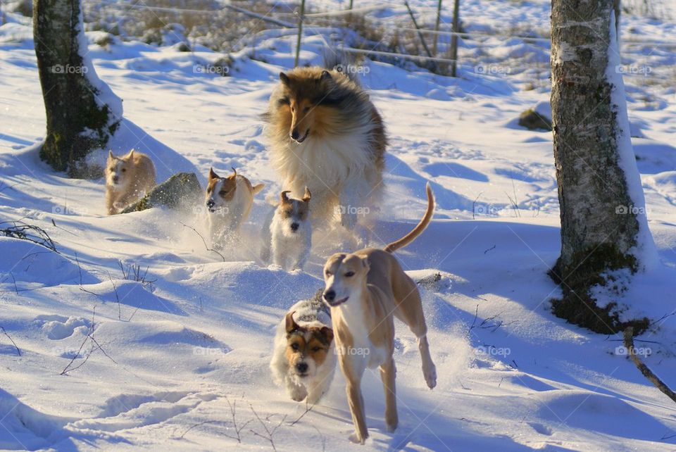 Dogs running