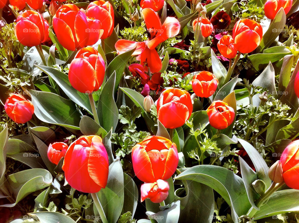 Tulips