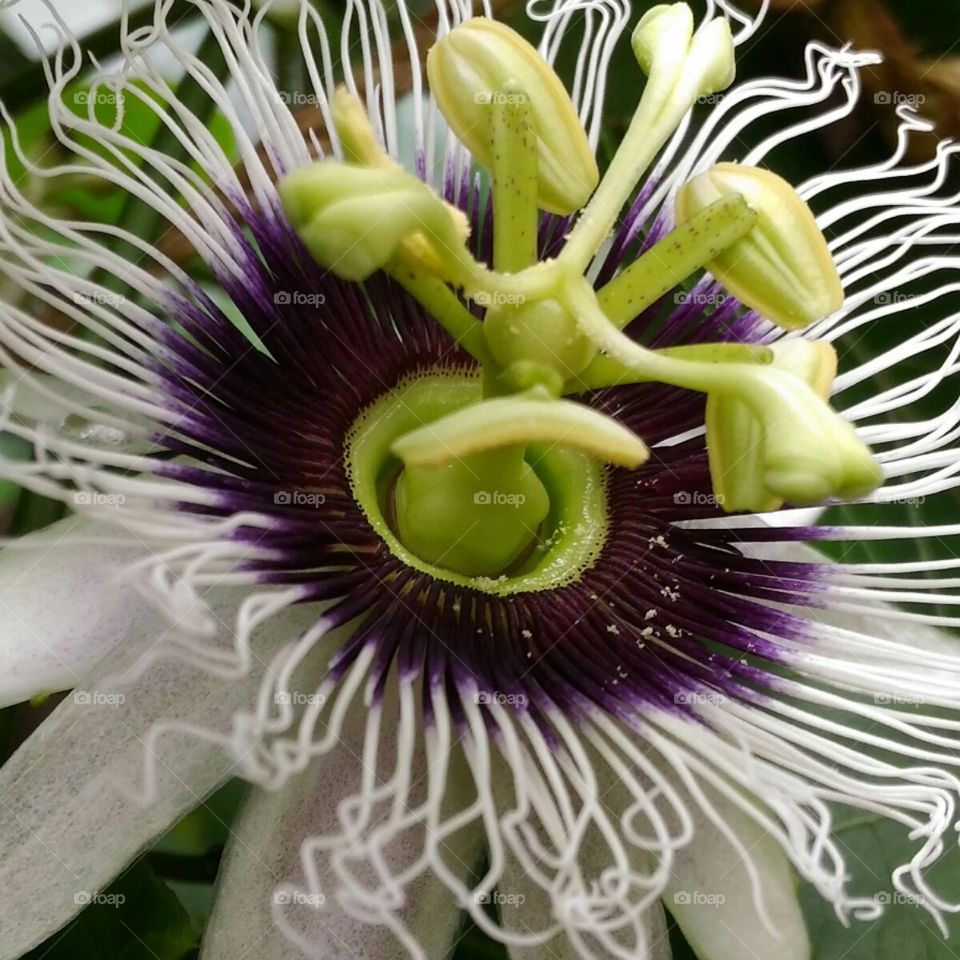 Beautiful  Passionfruit  flower.