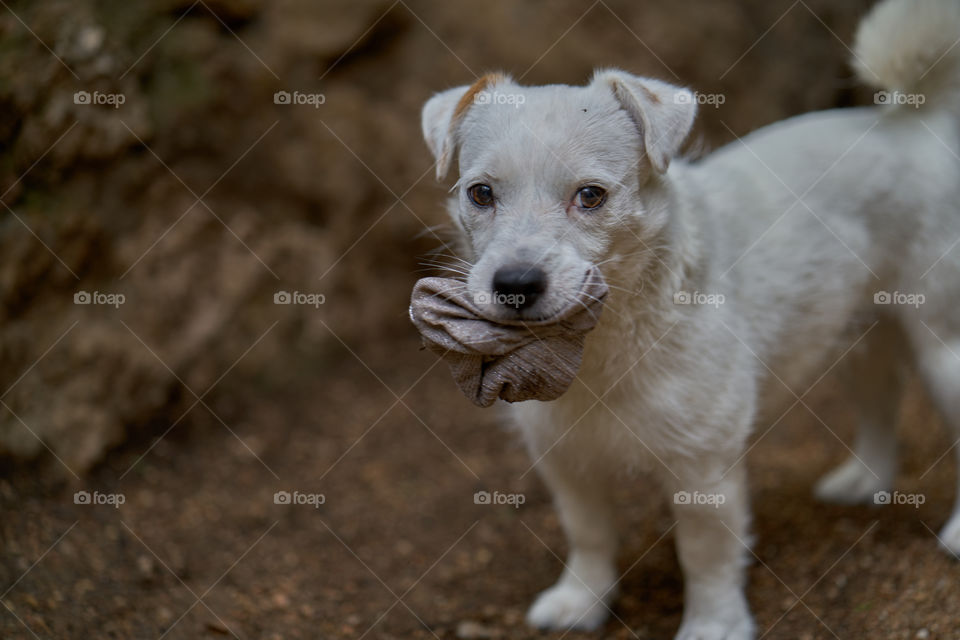 Dog carrying sock in mouth