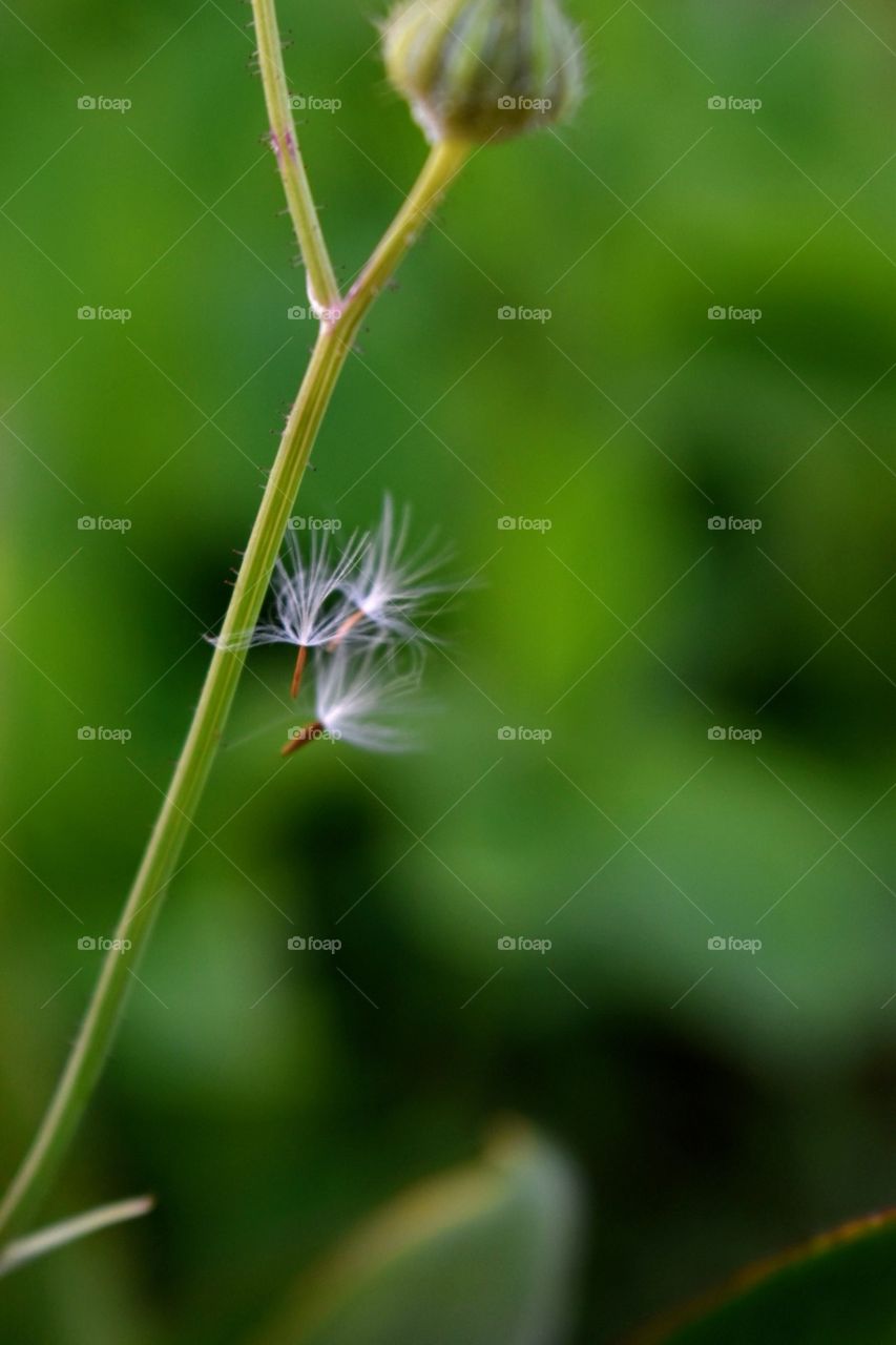 3 dandelion seeds