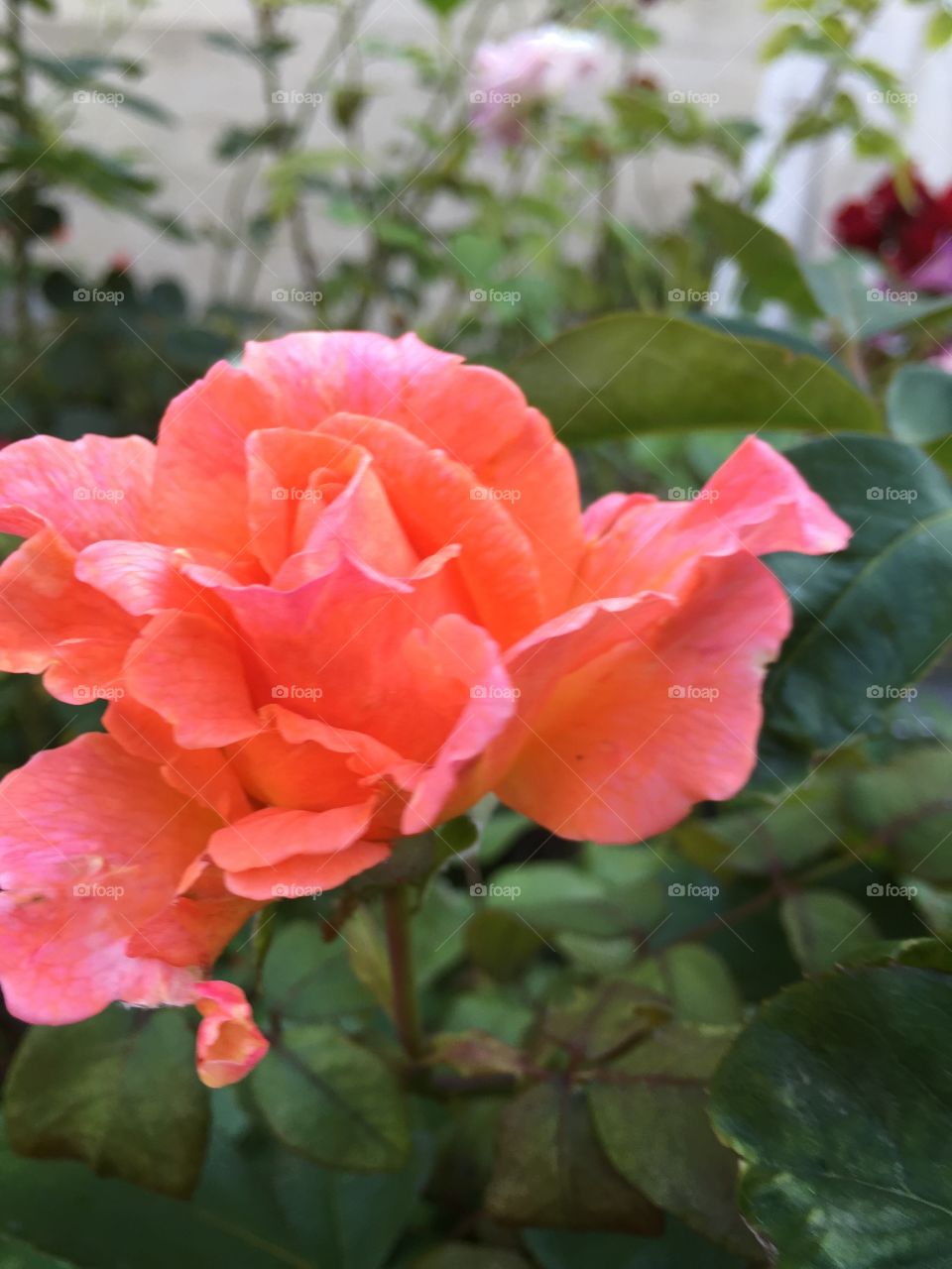 A driveway California rose
