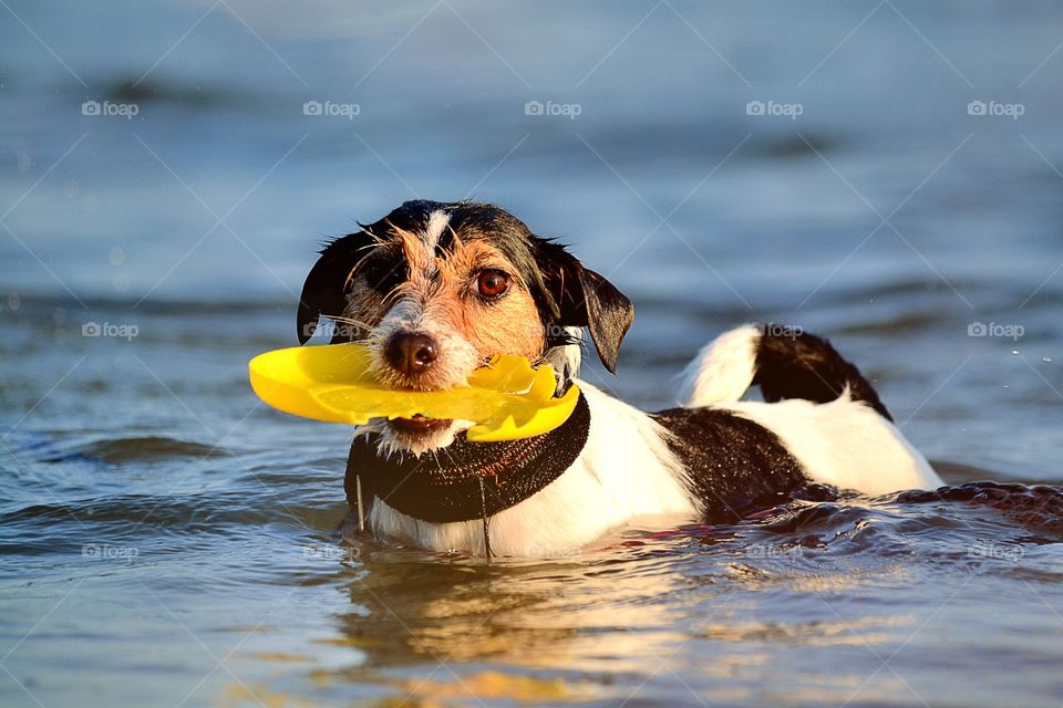 Dog in water