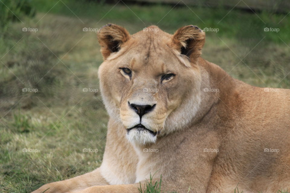 barbary lion