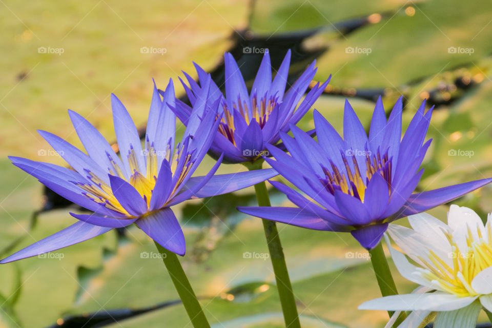 Close-up of violet flowers