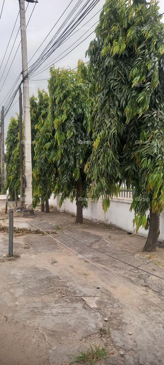 Landscape with tall evergreen trees in front of a commercial bank providing shade, adding colour