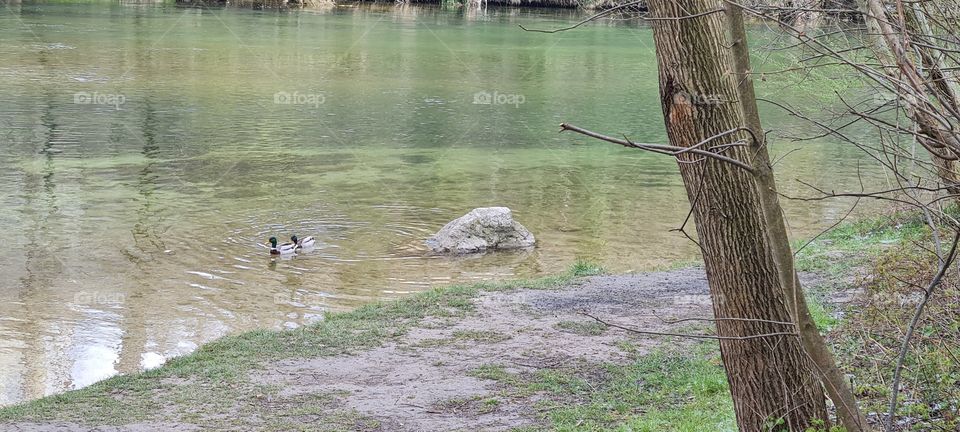 Enten am Fluss