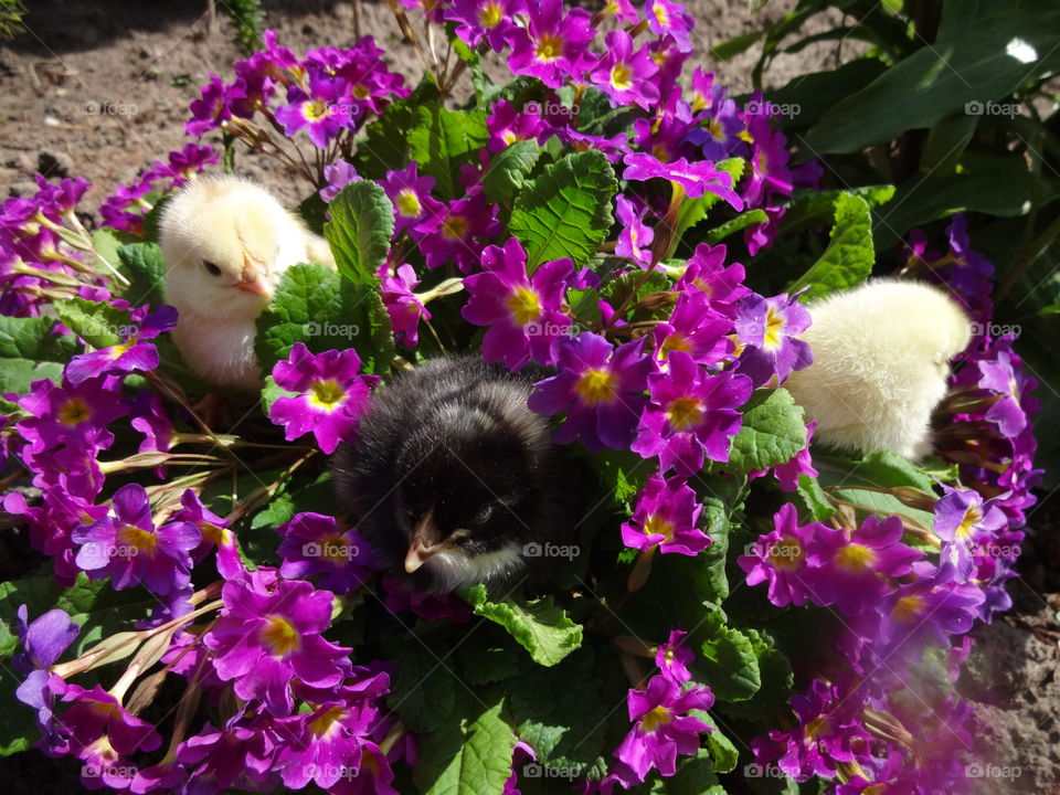 baby chicks in flowers